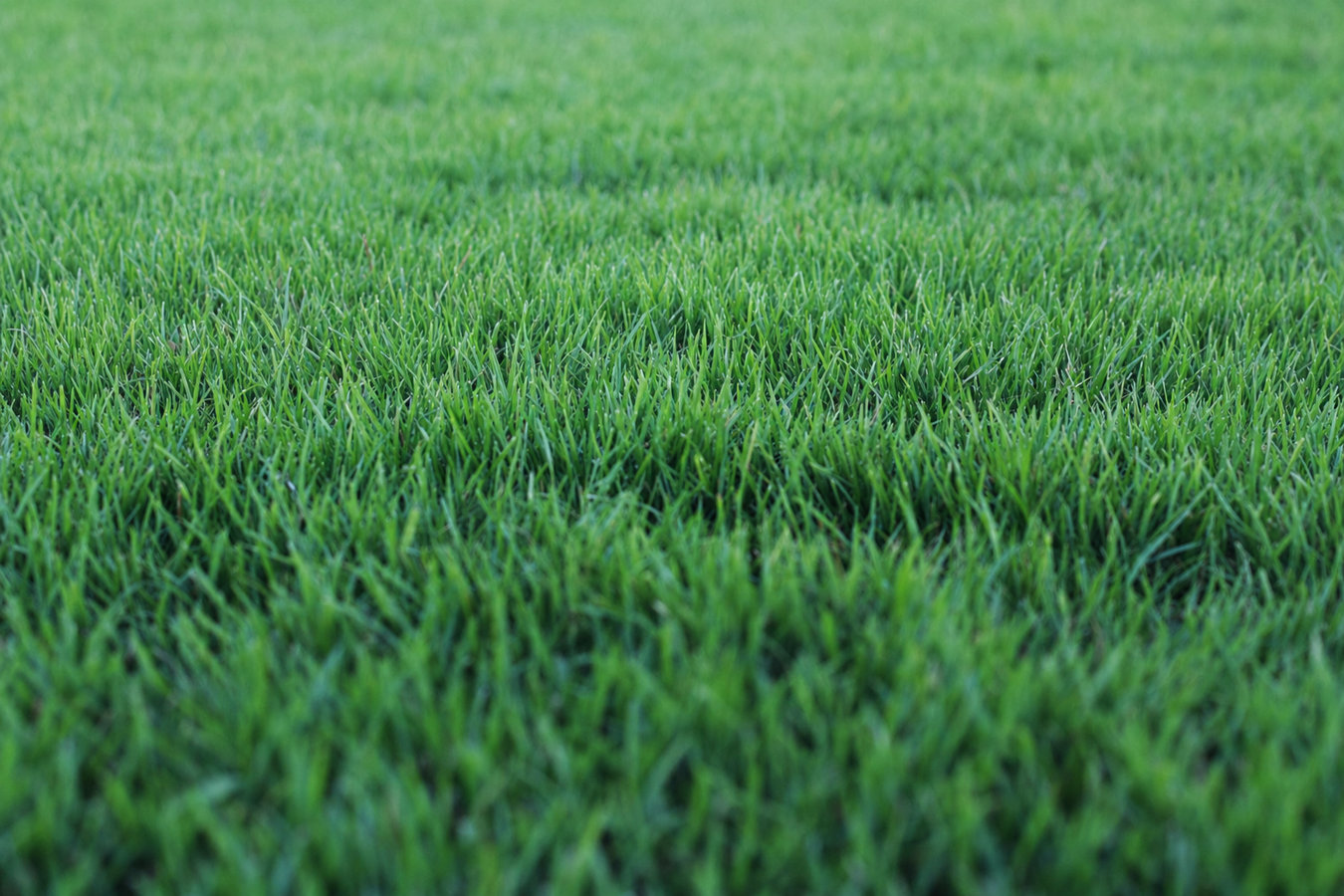 Drought-tolerant turf in Palmdale, CA