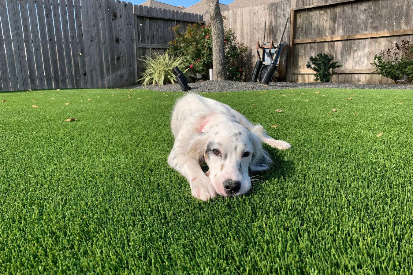 Pet-friendly turf in Palmdale, CA